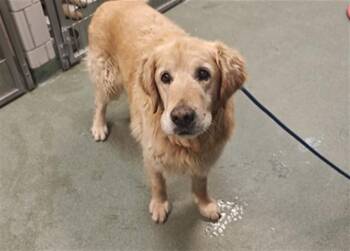 A175853 -  Mixed Breed Dog for Adoption in Santa Fe, New Mexico - A175853 | PetCurious