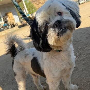 Misho -  Shih Tzu Dog for Adoption in Agua Dulce, California - Misho | PetCurious