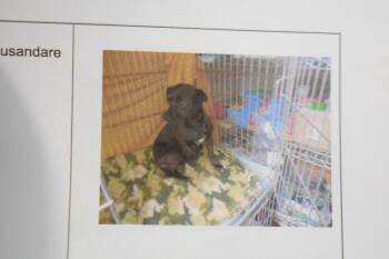 Buddy -  Chihuahua Dog for Adoption in Pahrump, Nevada - Buddy | PetCurious