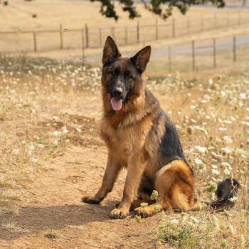 Aurora -  German Shepherd Dog and Mixed Breed Dog for Adoption in Golden, Colorado - Aurora | PetCurious