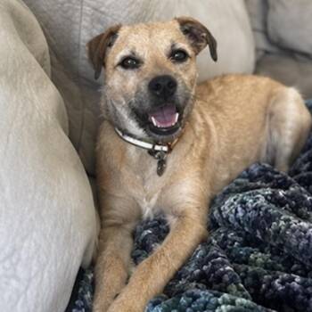 Border Terrier Dogs Available for Adoption in Georgetown, Texas - JJ | PetCurious