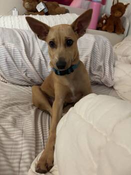 Harry -  Chihuahua and Feist Dog for Adoption in Gallatin, Tennessee - Harry | PetCurious