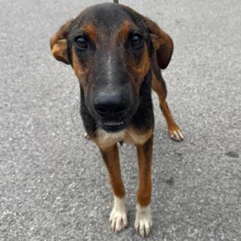 Viola Stray Hold 7/26 -  Mixed Breed Dog for Adoption in Huntington, West Virginia - Viola Stray Hold 7/26 | PetCurious