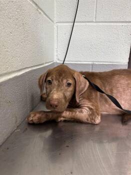 PRETZEL -  Labrador Retriever and Mixed Breed Dog for Adoption in Corpus Christi, Texas - PRETZEL | PetCurious