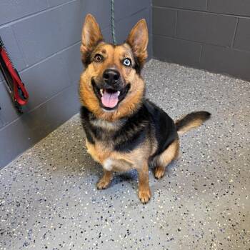 German Shepherd Dog and Australian Cattle Dog Blue Heeler Dogs Available for Adoption in Tuscaloosa, Alabama - TUSC-Stray-84568 | PetCurious