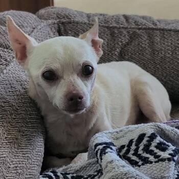 Bon Bon -  Mixed Breed Dog for Adoption in Leander, Texas - Bon Bon | PetCurious