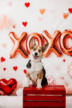 Corgi Dogs Available for Adoption - SCARLETT Tinycauseadopt@gmail.com  | PetCurious