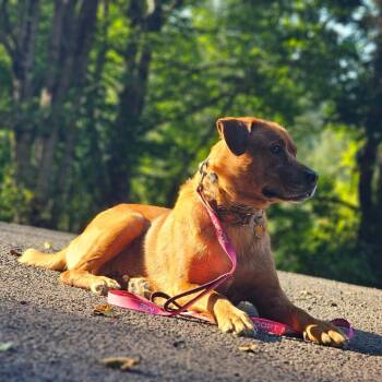 Labrador Retriever and Rottweiler Dogs Available for Adoption in Oakville, Washington - Precious | PetCurious