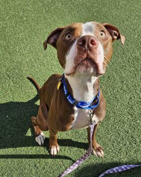 Ralo -  Pit Bull Terrier Dog for Adoption in Cleveland, Ohio - Ralo | PetCurious