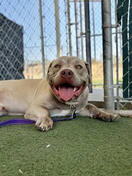 Xero -  American Bulldog Dog for Adoption in Fruit Heights, Utah - Xero | PetCurious