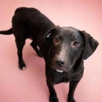 Penny -  Black Labrador Retriever Dog for Adoption in Allentown, Pennsylvania - Penny | PetCurious