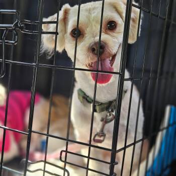 Colin -  Maltipoo Dog for Adoption in Lafayette, California - Colin | PetCurious