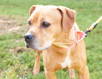 Rescue Mixed Breed Dogs for Adoption in West Chester, Pennsylvania - Queenie | PetCurious