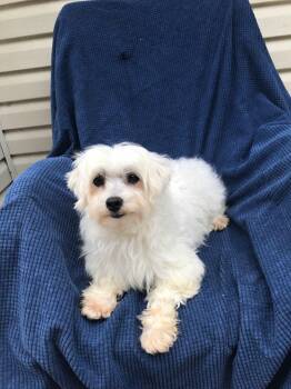 Lhasa Apso Dogs Available for Adoption in Franklin, Tennessee - Jackson | PetCurious