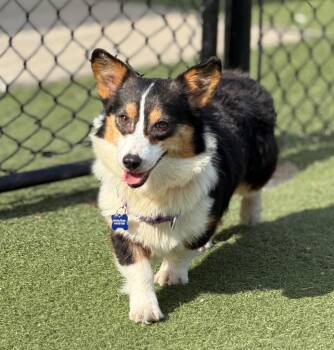 Corgi Dogs Available for Adoption in Columbia, Illinois - Tipper | PetCurious