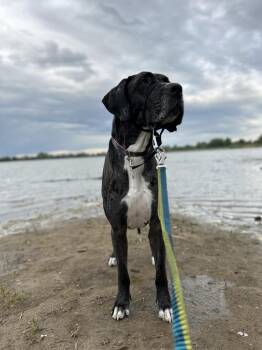 Great Dane and Mastiff Dogs Available for Adoption in Denver, Colorado - Riot | PetCurious