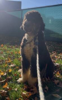 Nyla -  Bernese Mountain Dog and Standard Poodle Dog for Adoption in Stratham, New Hampshire - Nyla | PetCurious