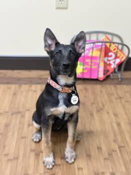 Rescue German Shepherd Dog Dogs for Adoption in Palo Alto, California - Anise | PetCurious