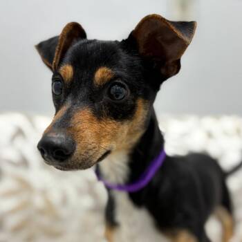 Chihuahua and Mixed Breed Dogs Available for Adoption in Monticello, Iowa - Burt | PetCurious