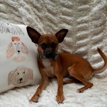 Chihuahua and Jack Russell Terrier Dogs Available for Adoption - Arlo *Arriving 6/6* D11332 | PetCurious