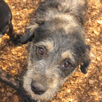 Terrier Dogs Available for Adoption in Boerne, Texas - Kellan | PetCurious