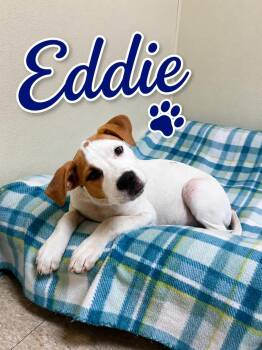 Eddie -  Mixed Breed Dog for Adoption in Douglas, Massachusetts - Eddie | PetCurious