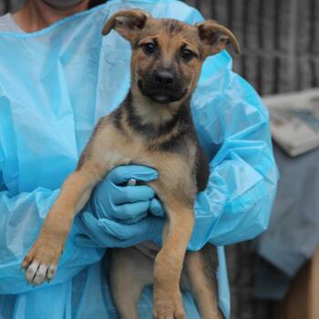 German Shepherd Dog and Terrier Dogs Available for Adoption in Lemont, Illinois - Malva | PetCurious