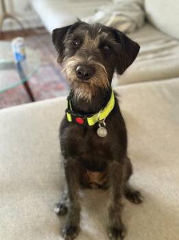 Niña (Nina) -  Schnauzer Dog for Adoption in Millcreek, Utah - Niña (Nina) | PetCurious