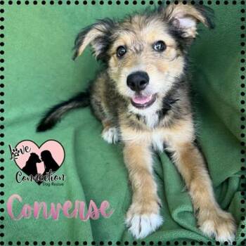 Converse -  Labrador Retriever Dog for Adoption in Gilbert, Arizona - Converse | PetCurious