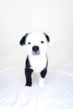 JJ -  Pit Bull Terrier Dog for Adoption in Bixby, Oklahoma - JJ | PetCurious