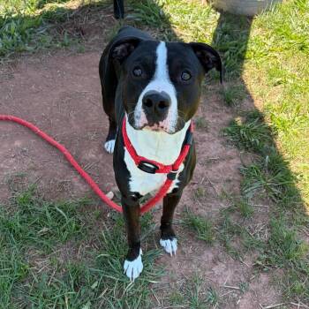 Trilogy -  Pit Bull Terrier Dog for Adoption in York, Pennsylvania - Trilogy | PetCurious