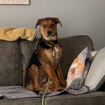 Dave -  German Shepherd Dog and Hound Dog for Adoption in Brentwood, Tennessee - Dave | PetCurious