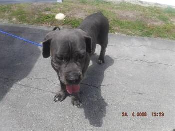 Neapolitan Mastiff and Mixed Breed Dogs Available for Adoption in Doral, Florida - CALI | PetCurious