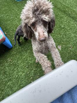Poodle Dogs Available for Adoption in Matthews, North Carolina - Brown (oodles Of Poodles) | PetCurious