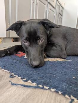 Labrador Retriever and Husky Dogs Available for Adoption in Yellowknife, Northwest Territories - Marcy | PetCurious