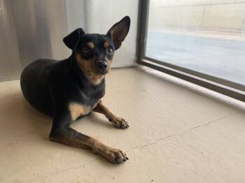 A1938706 -  Chihuahua and Mixed Breed Dog for Adoption in Thousand Palms, California - A1938706 | PetCurious