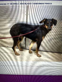 Rescue Doberman Pinscher Dogs for Adoption in Sebec, Maine - CONCHA | PetCurious