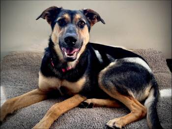 Rescue German Shepherd Dog Dogs for Adoption in Egg Harbor Township, New Jersey - Wilma | PetCurious