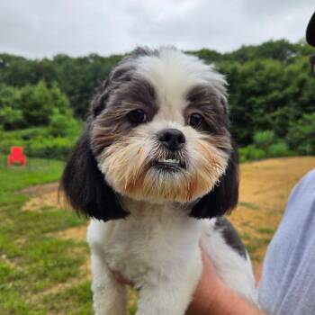 CT Ringo -  Shih Tzu Dog for Adoption in Eastford, Connecticut - CT Ringo | PetCurious