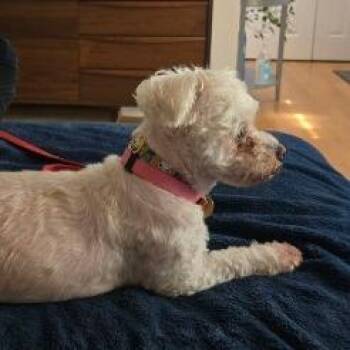 Belle the Bichon -  Bichon Frise and Shih Tzu Dog for Adoption in Fairfax, Virginia - Belle The Bichon | PetCurious