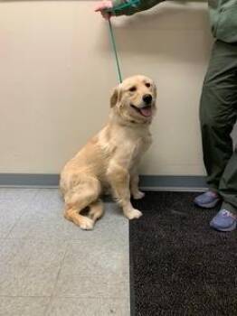 Golden Retriever Dogs Available for Adoption - Val | PetCurious