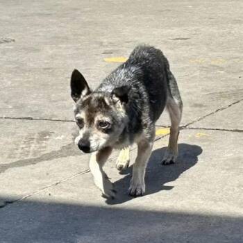 Enid -  Chihuahua and Mixed Breed Dog for Adoption in Pittsburg, Kansas - Enid | PetCurious