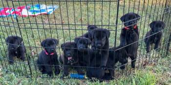 Shirlee -  Labrador Retriever Dog for Adoption in Austin, Texas - Shirlee | PetCurious