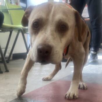 Pit Bull Terrier Dogs Available for Adoption - Skippy | PetCurious