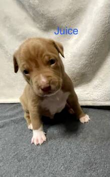 JUICE -  Pit Bull Terrier and Mastiff Dog for Adoption in Discovery Bay, California - JUICE | PetCurious