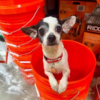 Juanda -  Chihuahua Dog for Adoption in Park Row, Texas - Juanda | PetCurious