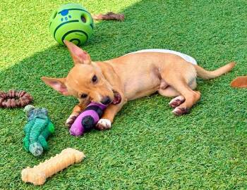 Scooter -  Chihuahua Dog for Adoption in Winter Garden, Florida - Scooter | PetCurious