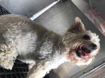 Mixed Breed Dogs Available for Adoption in Dallas, Texas - PUFFY | PetCurious