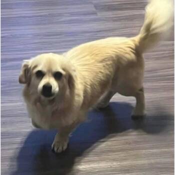 Leo -  Pekingese and Mixed Breed Dog for Adoption in Pennsville Township, New Jersey - Leo | PetCurious