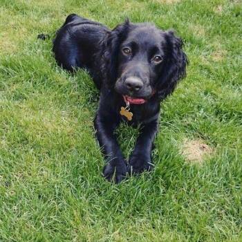 Miles -  Cocker Spaniel and Labrador Retriever Dog for Adoption in Honeoye Falls, New York - Miles | PetCurious